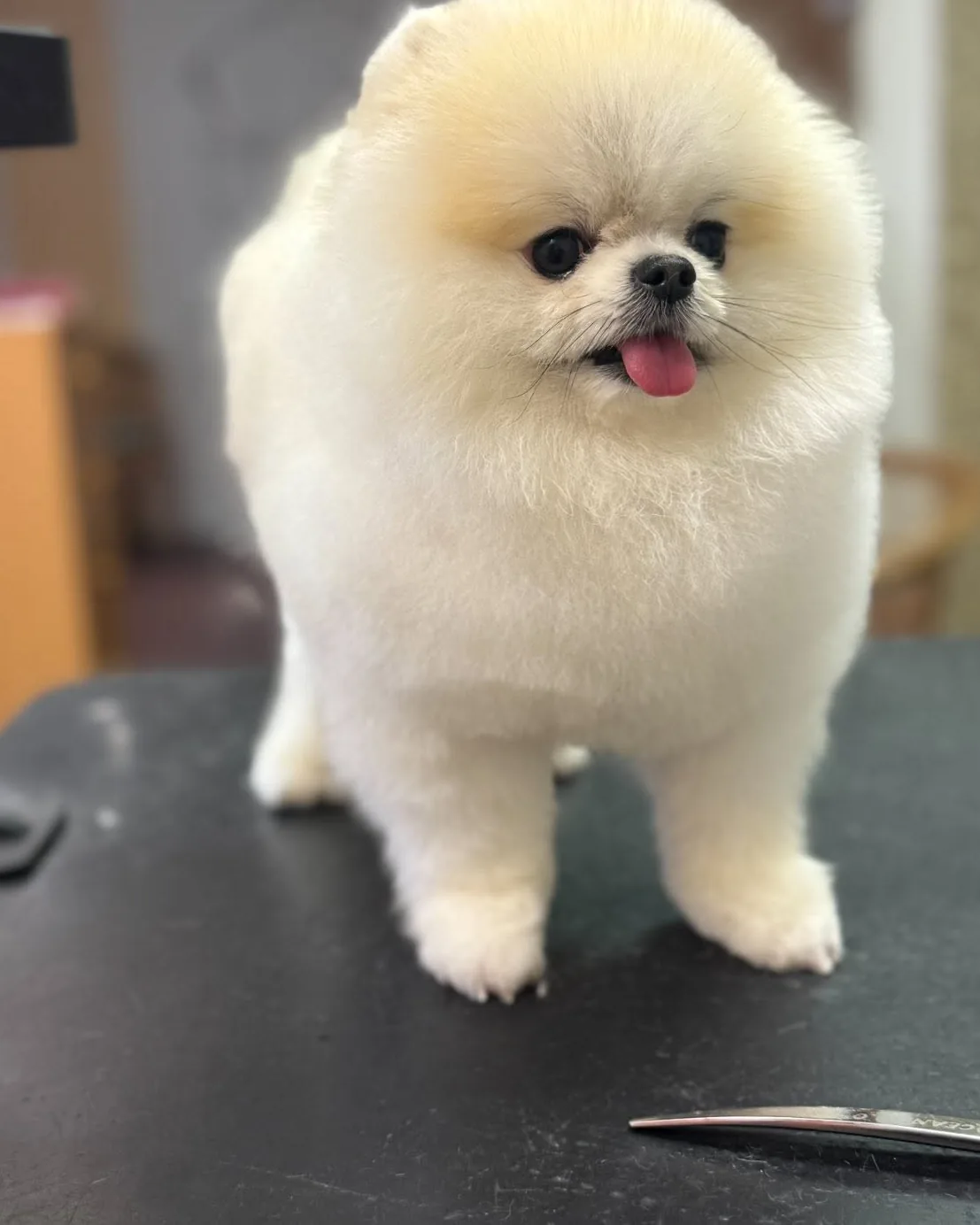 Miky (pomeranian) po úpravě v salónu pro psy Viky