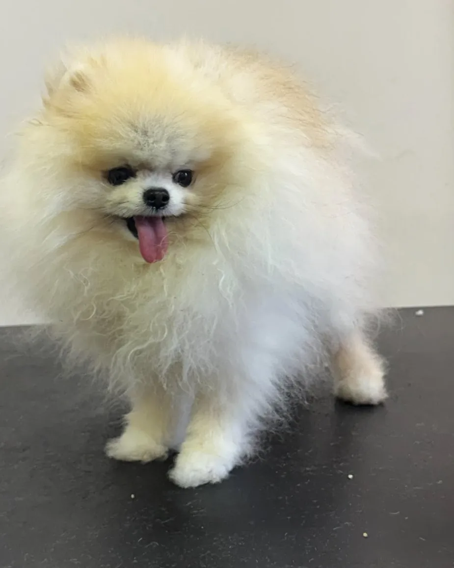Miky (pomeranian) před úpravou