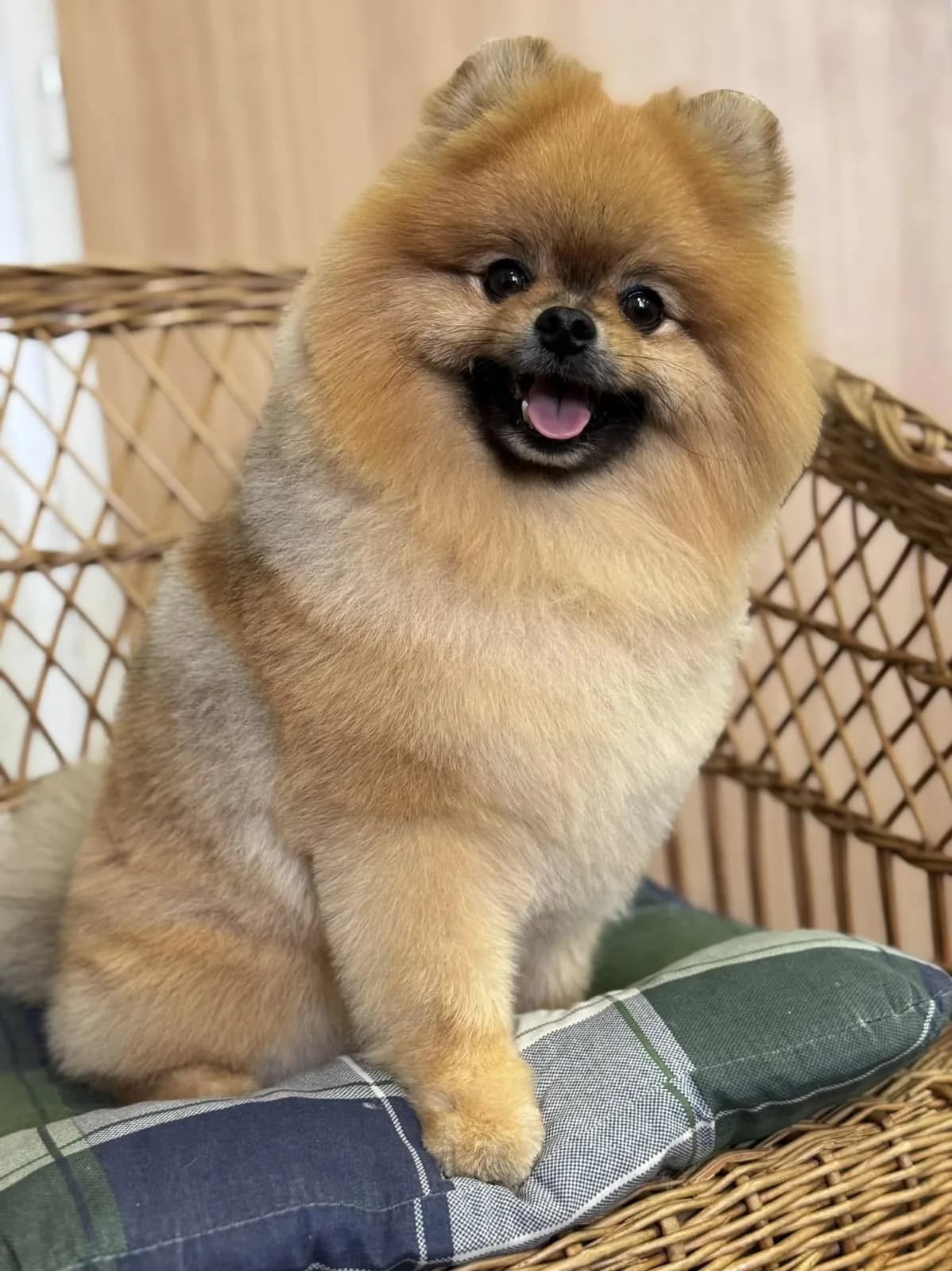 pomeranian po úpravě v salónu pro psy Viky