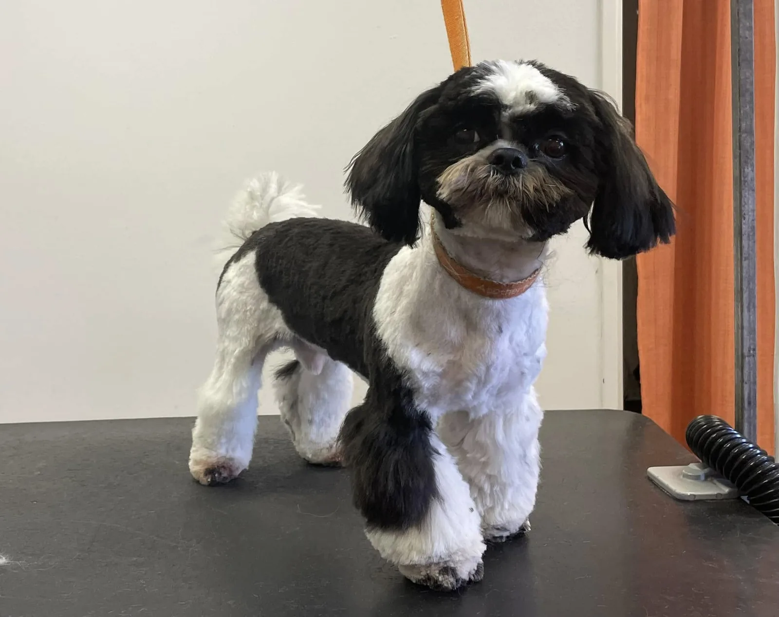 shih-tzu po úpravě v salónu pro psy Viky