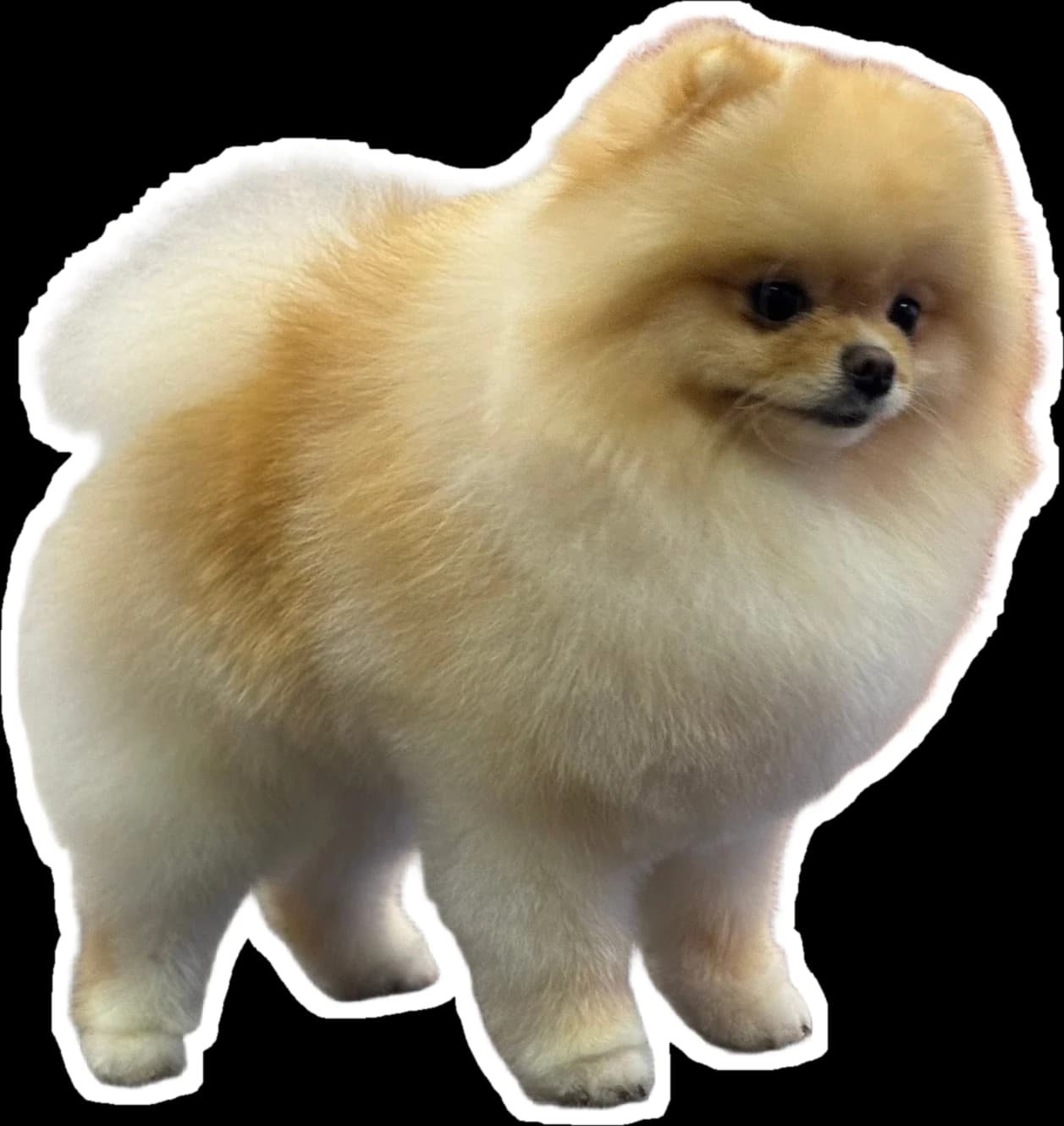 Učesaný oranžový pomeranian stojí na stříhacím stole